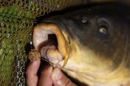 Бързоразтворими топчета Starbaits D-SOLVE HOT DEMON 2.5KG